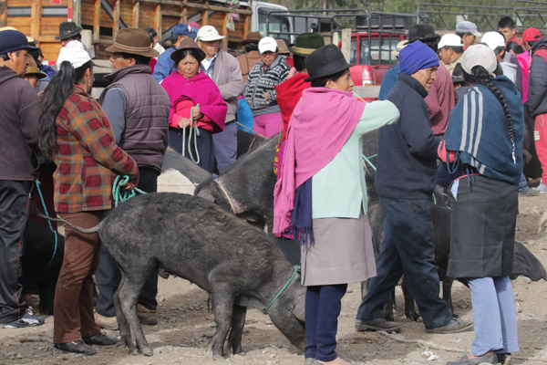 Veemarkt in Riobamba